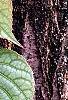 Schizophragma hydrangeoides 'Moonlight', leaves