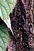 Schizophragma hydrangeoides 'Moonlight', leaves