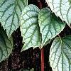 Schizophragma hydrangeoides 'Moonlight', leaves