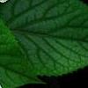 Schizophragma hydrangeoides 'Moonlight', flowers
