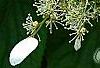 Schizophragma hydrangeoides 'Moonlight', flowers