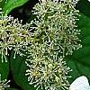 Schizophragma hydrangeoides 'Moonlight', flowers