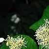 Schizophragma hydrangeoides 'Moonlight', flowers