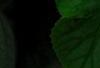 Schizophragma hydrangeoides 'Moonlight', flowers