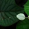 Schizophragma hydrangeoides 'Moonlight', flowers