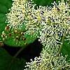 Schizophragma hydrangeoides 'Moonlight', flowers
