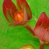 Hypericum androsaemum 'Albury Purple', flowers