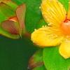 Hypericum androsaemum 'Albury Purple', flowers
