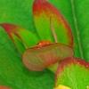 Hypericum androsaemum 'Albury Purple', flowers