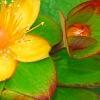 Hypericum androsaemum 'Albury Purple', flowers