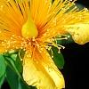 Hypericum 'Cfflpc-1' PPAF (Blue Velvet [TM]), flowers