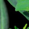 Hypericum 'Cfflpc-1' PPAF (Blue Velvet [TM]), flowers