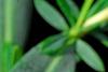 Hypericum 'Cfflpc-1' PPAF (Blue Velvet [TM]), flowers