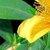 Hypericum 'Cfflpc-1' PPAF (Blue Velvet [TM]), flowers