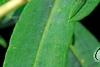 Hypericum 'Cfflpc-1' PPAF (Blue Velvet [TM]), flowers