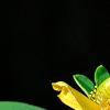 Hypericum 'Cfflpc-1' PPAF (Blue Velvet [TM]), flowers