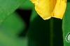 Hypericum 'Cfflpc-1' PPAF (Blue Velvet [TM]), flowers