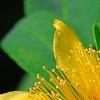 Hypericum 'Cfflpc-1' PPAF (Blue Velvet [TM]), flowers