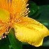 Hypericum 'Cfflpc-1' PPAF (Blue Velvet [TM]), flowers