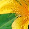 Hypericum 'Cfflpc-1' PPAF (Blue Velvet [TM]), flowers