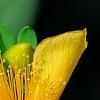 Hypericum 'Cfflpc-1' PPAF (Blue Velvet [TM]), flowers