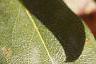 Hypericum calycinum, leaves
