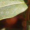 Hypericum calycinum, leaves