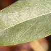 Hypericum calycinum, leaves
