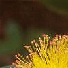 Hypericum calycinum, flowers