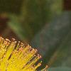 Hypericum calycinum, flowers