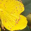 Hypericum calycinum, flowers