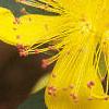 Hypericum calycinum, flowers