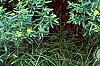 Hypericum canadense, habit