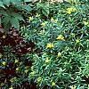 Hypericum canadense, habit
