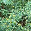 Hypericum canadense, habit