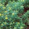 Hypericum canadense, habit