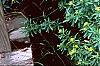 Hypericum canadense, habit
