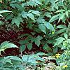 Hypericum canadense, habit