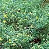 Hypericum canadense, habit