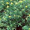 Hypericum canadense, habit