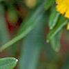 Hypericum canadense, flowers