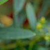 Hypericum canadense, flowers