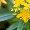 Hypericum canadense, flowers