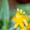 Hypericum canadense, flowers