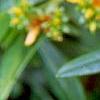 Hypericum canadense, flowers