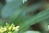 Hypericum canadense, flowers