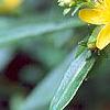 Hypericum canadense, flowers