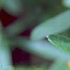 Hypericum canadense, flowers