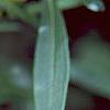 Hypericum canadense, flowers