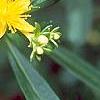 Hypericum canadense, flowers